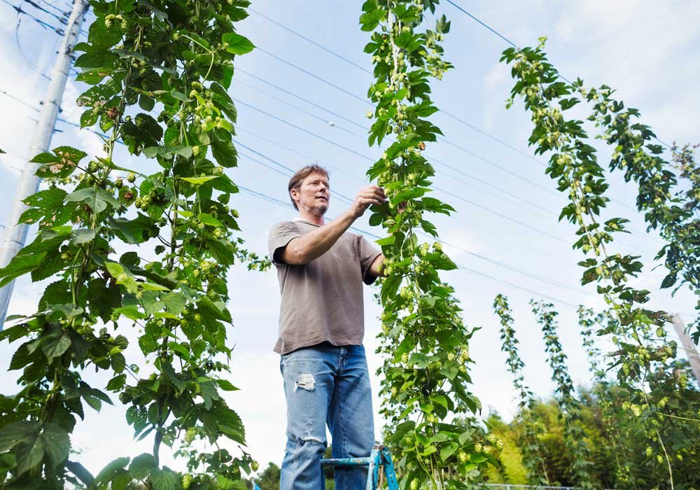 Immerse Yourself In The Universe Of Hops With Barth Haas’ Hop Flavorist Course