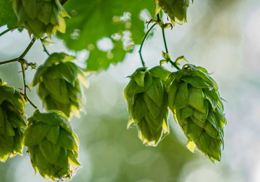 A Beginner’s Guide To Hops Around The World