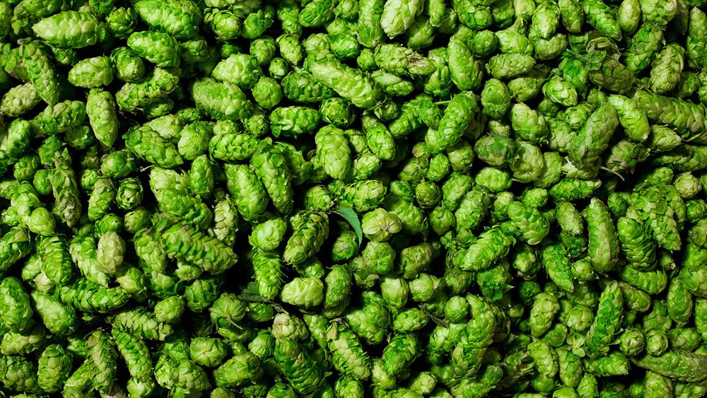 Hops And Their Various Forms