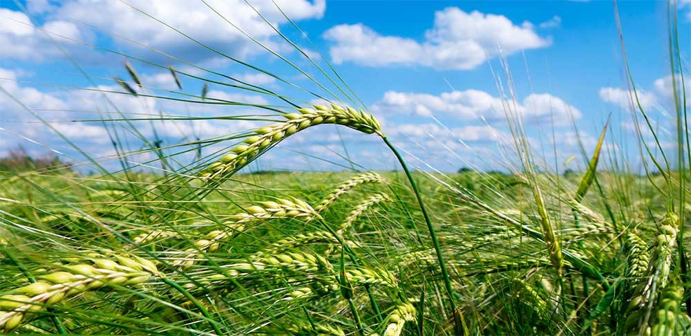 Barley Crop